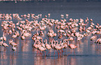 colonyof lesser flamingos